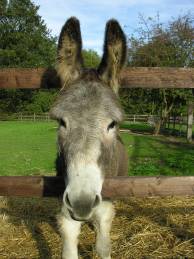 One of our donkeys