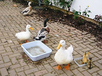 Some of our ducks