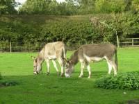 Our two donkeys
